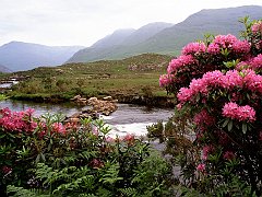 Rhododendrons Bloom Along the River Bundorragha, Ireland